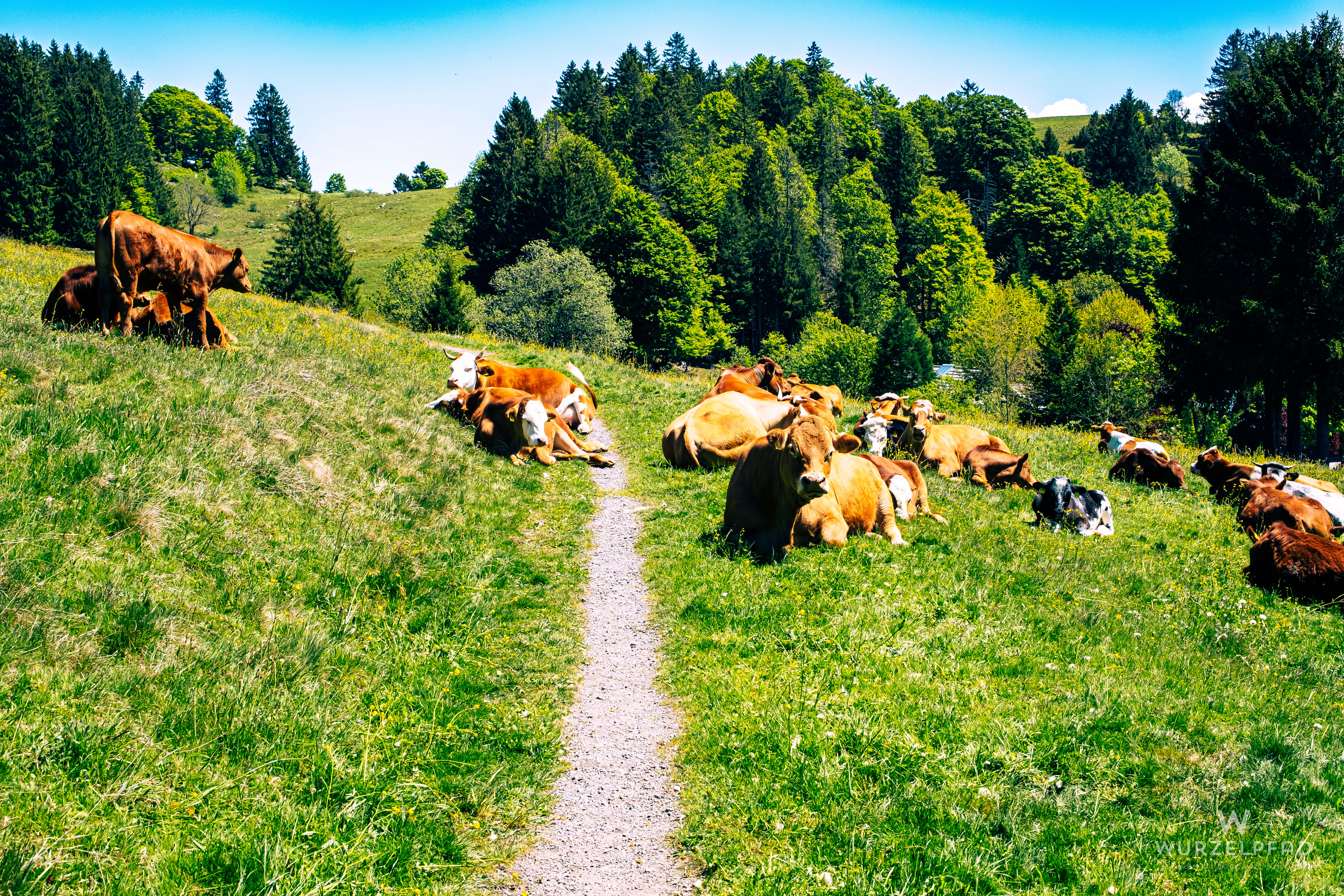 Mittendurch oder doch lieber außen rum?